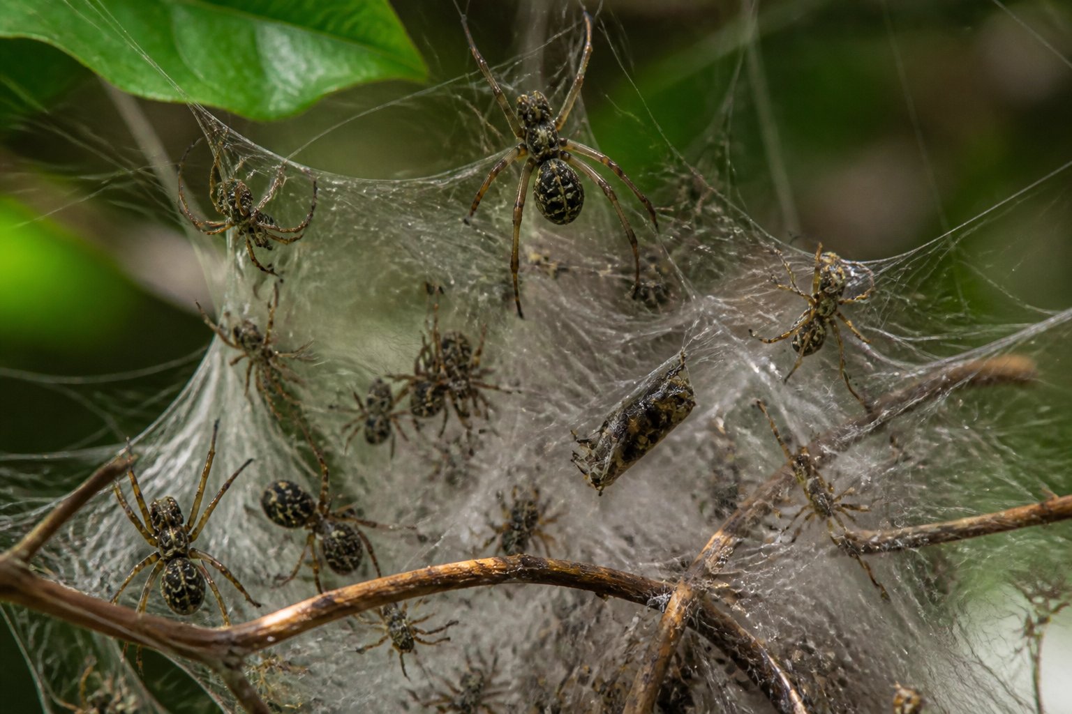 Several spiders working together in a large shared web among branches and leaves.