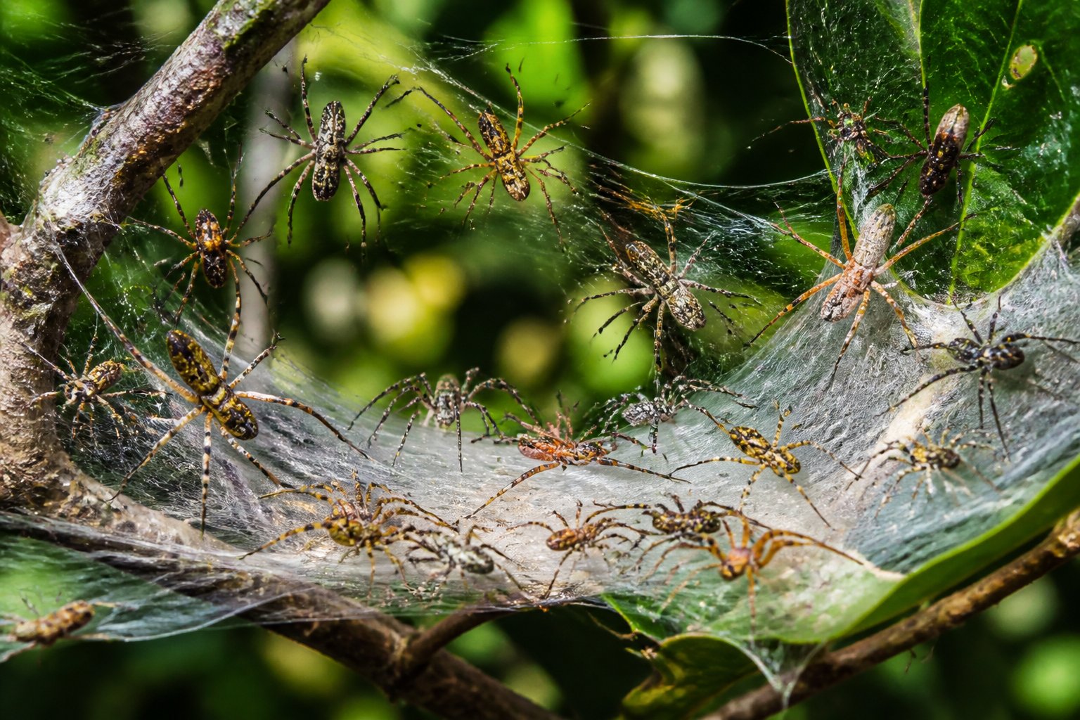 Several different social spiders interacting on communal webs among green leaves and branches.