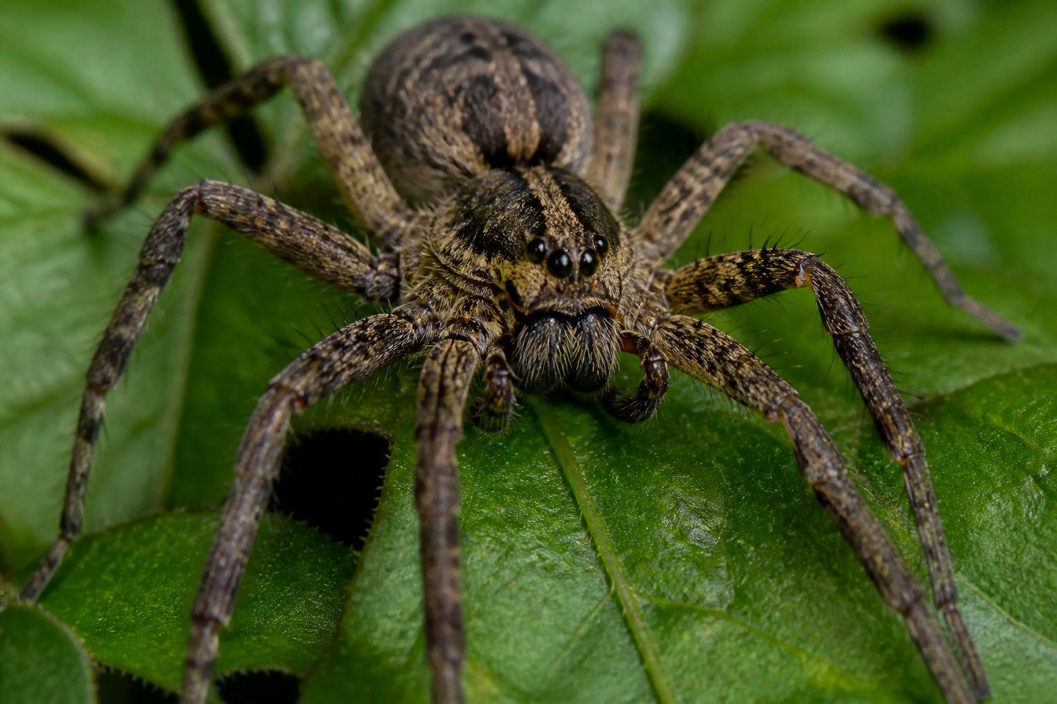 Has Anyone Died From A Spider? The Real Risk Has Anyone Died From A Spider? The Real Risk