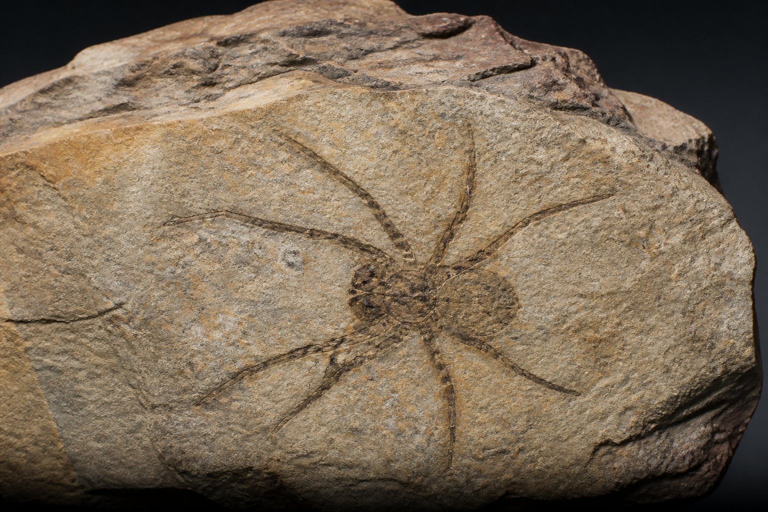 A close-up view of a fossilized spider embedded in sedimentary rock layers.