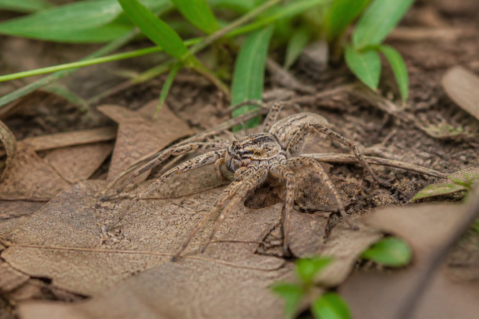 A close-up of a spider on dry leaves and soil outdoors surrounded by grass and small plants.
