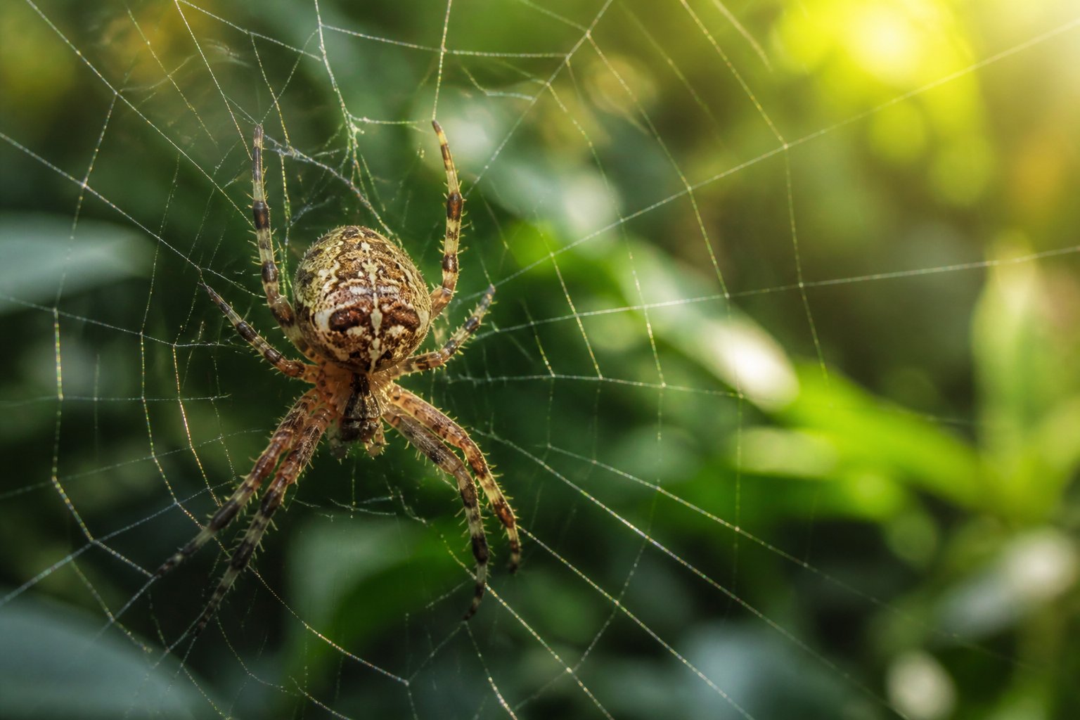 Close-up of a spider on its web with green foliage in the background.