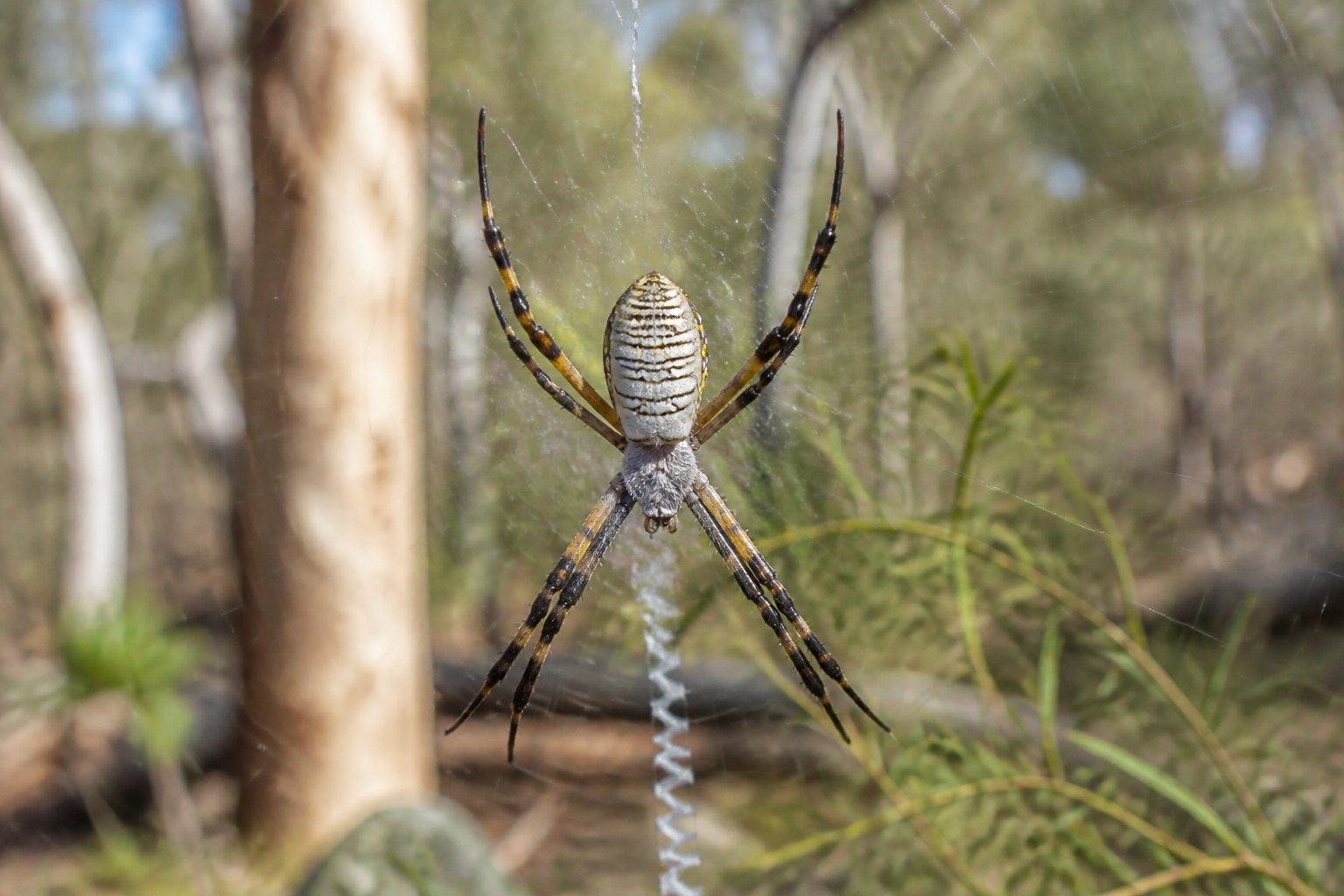 Do You See Spiders In Australia? What To Expect Do You See Spiders In Australia? What To Expect