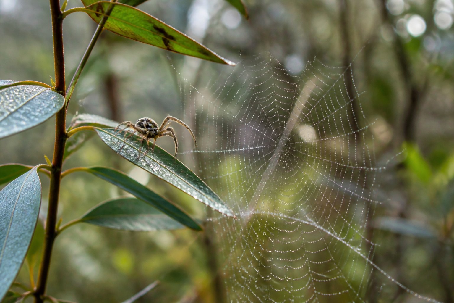 Close-up of Australian plants with a spider web and a small spider on a leaf in natural outdoor light.