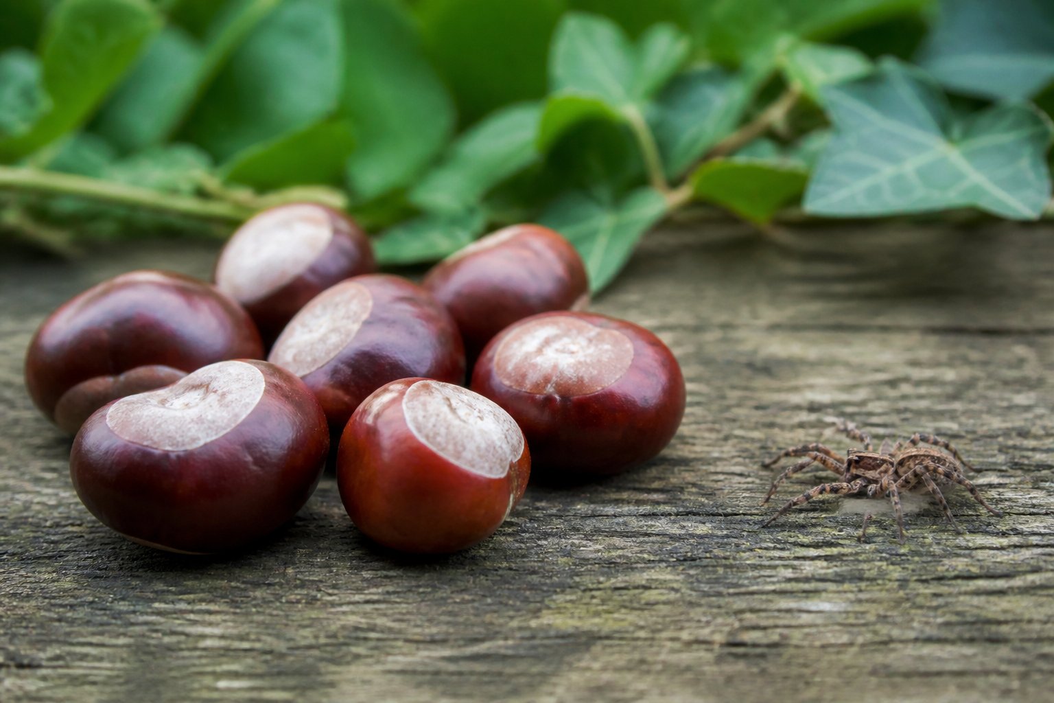 Close-up of conkers on a wooden surface with a small spider nearby avoiding them in a natural outdoor setting.