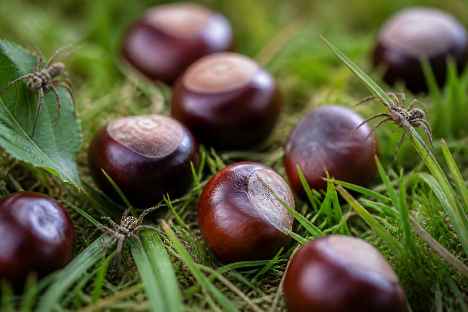 Close-up of shiny brown conkers on green grass with small spiders nearby but not touching them.