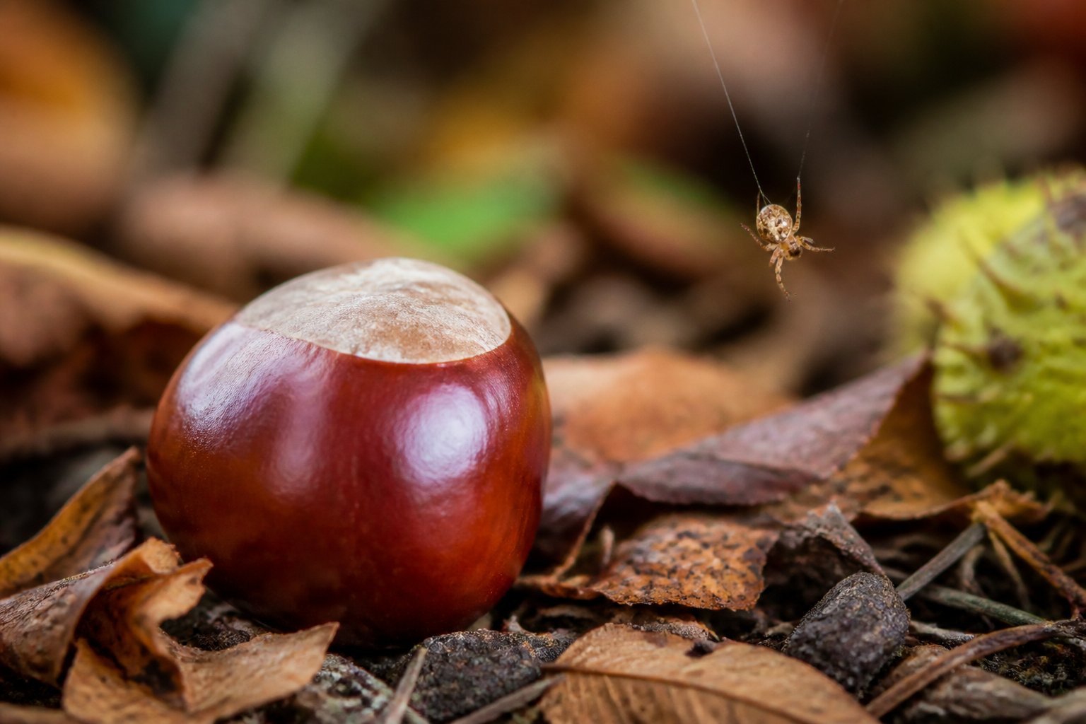 Close-up of a horse chestnut conker on the forest floor with a small spider nearby on a web strand.