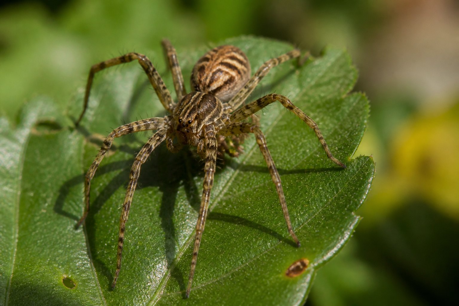 Close-up of a spider sitting on a green leaf outdoors with natural sunlight and blurred foliage in the background.