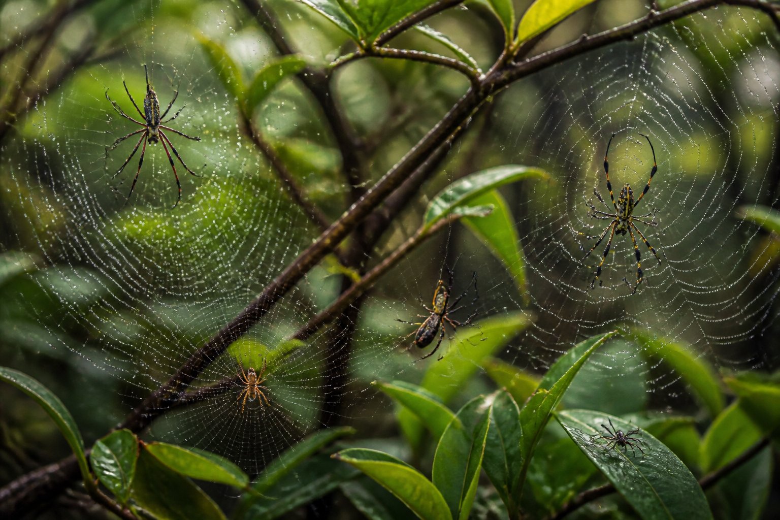 Close-up of several spiders on detailed webs among green leaves and branches in a forest.