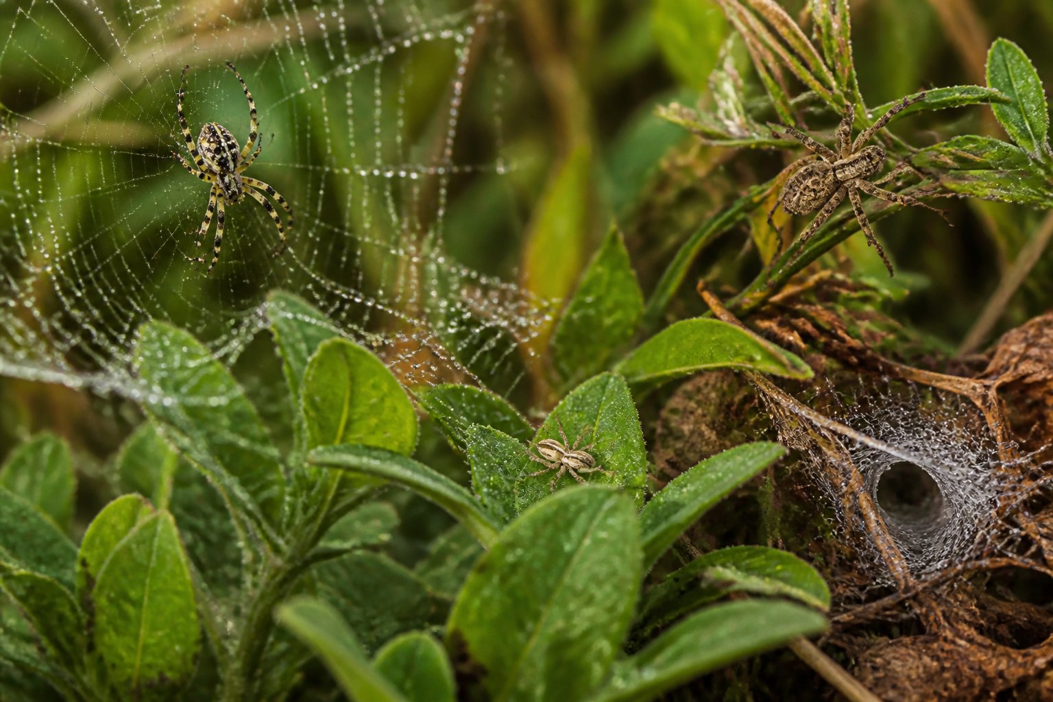 Close-up of several spiders and their webs on green plants with some dry leaves in a natural outdoor setting.