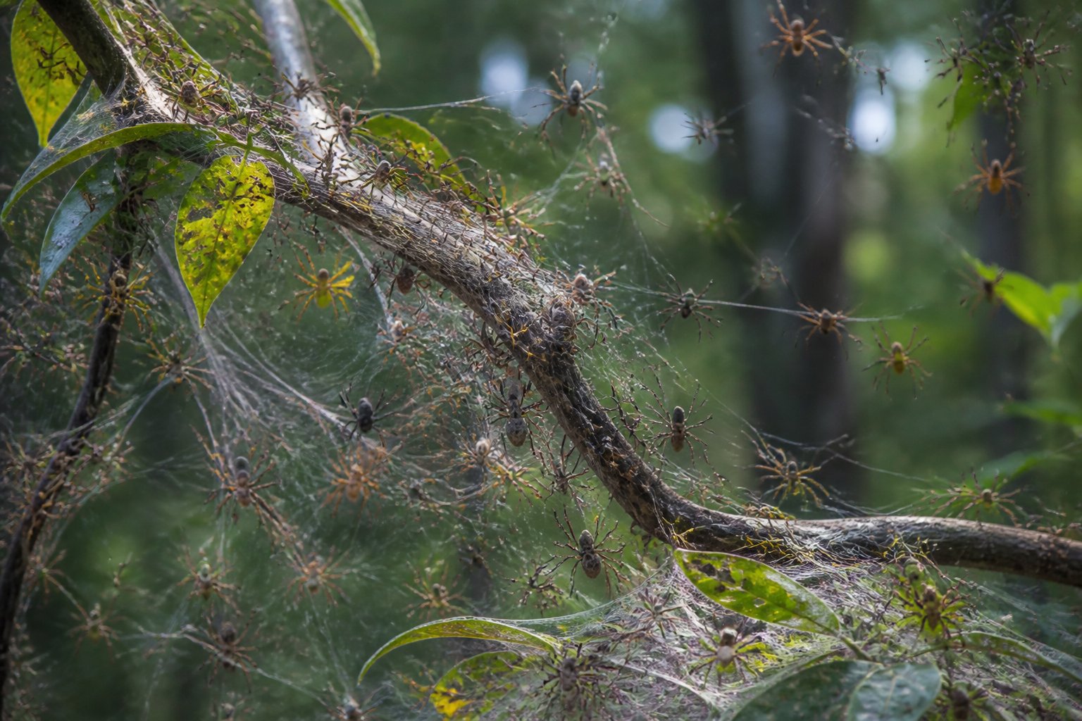 How Many Spiders Is Too Many in a House? How Many Spiders Is Too Many in a House?