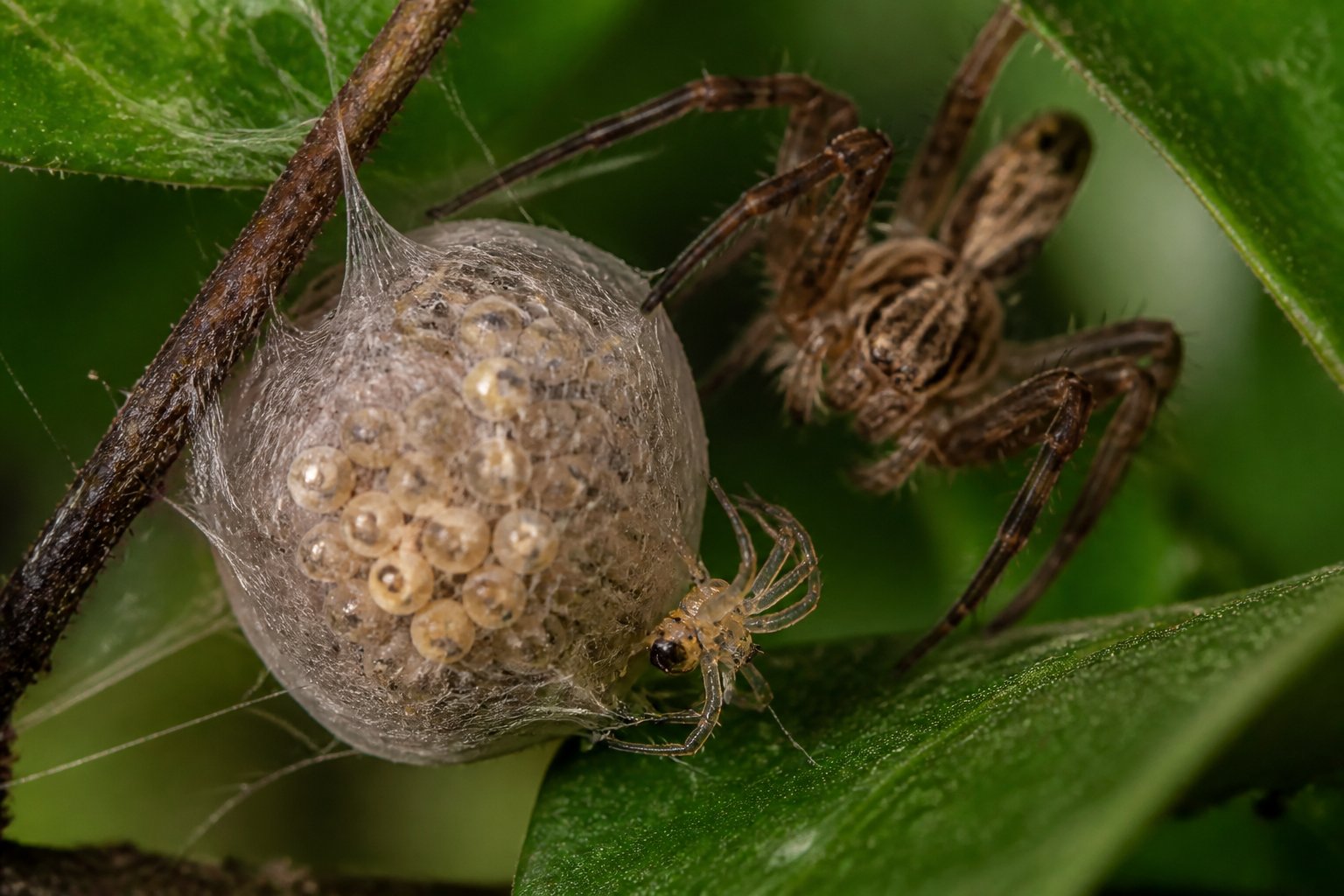 Close-up of a spider egg sac on a leafy branch with a newly hatched spiderling and a mature spider nearby.