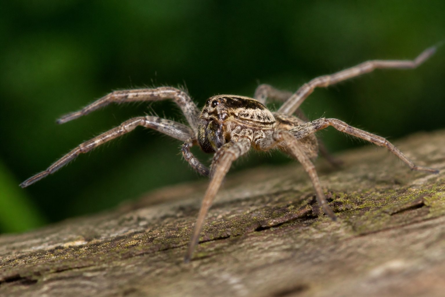 A close-up image of a spider running quickly on a natural surface, with its legs in motion and a blurred background.