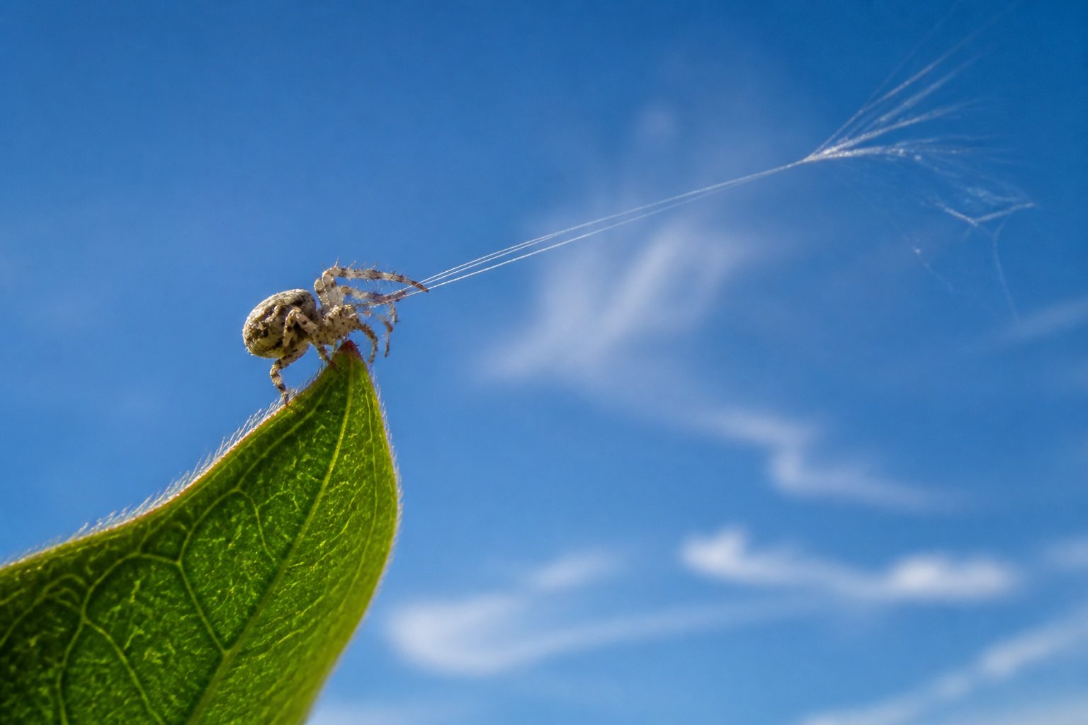 A small spider on a green leaf releasing silk threads into the air against a clear blue sky.
