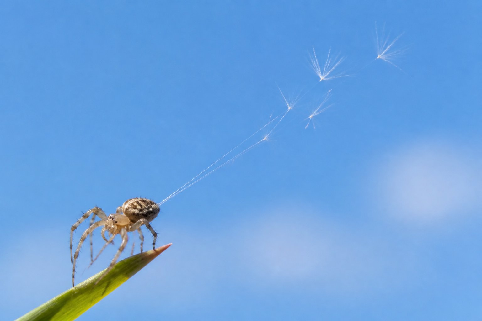 A close-up of a small spider releasing silk threads to float through the air from a plant stem against a clear blue sky.