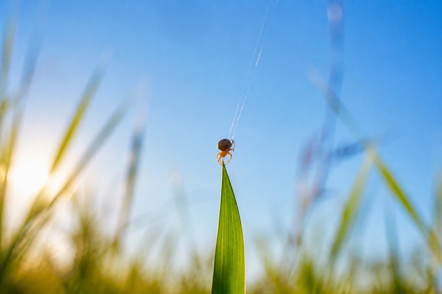A small spider on a leaf releasing silk threads into the air, preparing to balloon and travel through the sky.