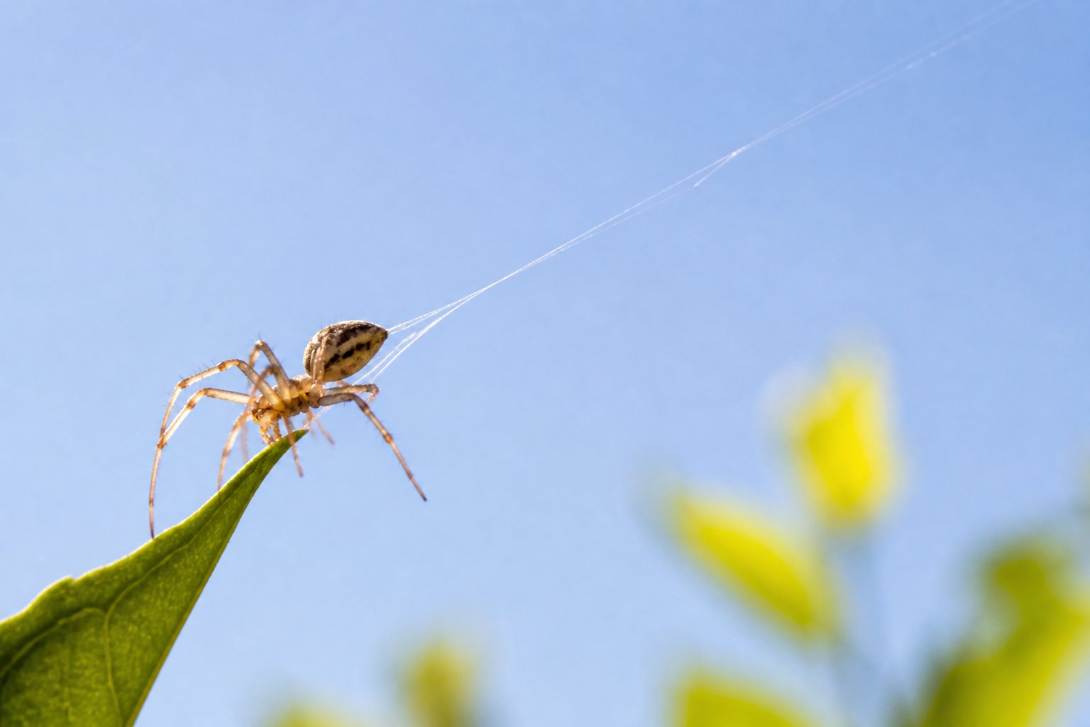A close-up of a small spider releasing silk threads into the air from the edge of a leaf against a clear sky background.