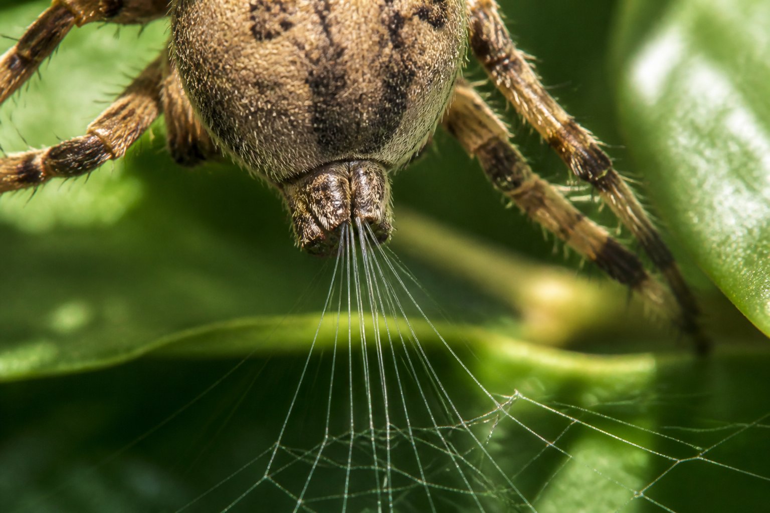 Close-up of a spider spinning silk from its spinnerets on a green leafy background.