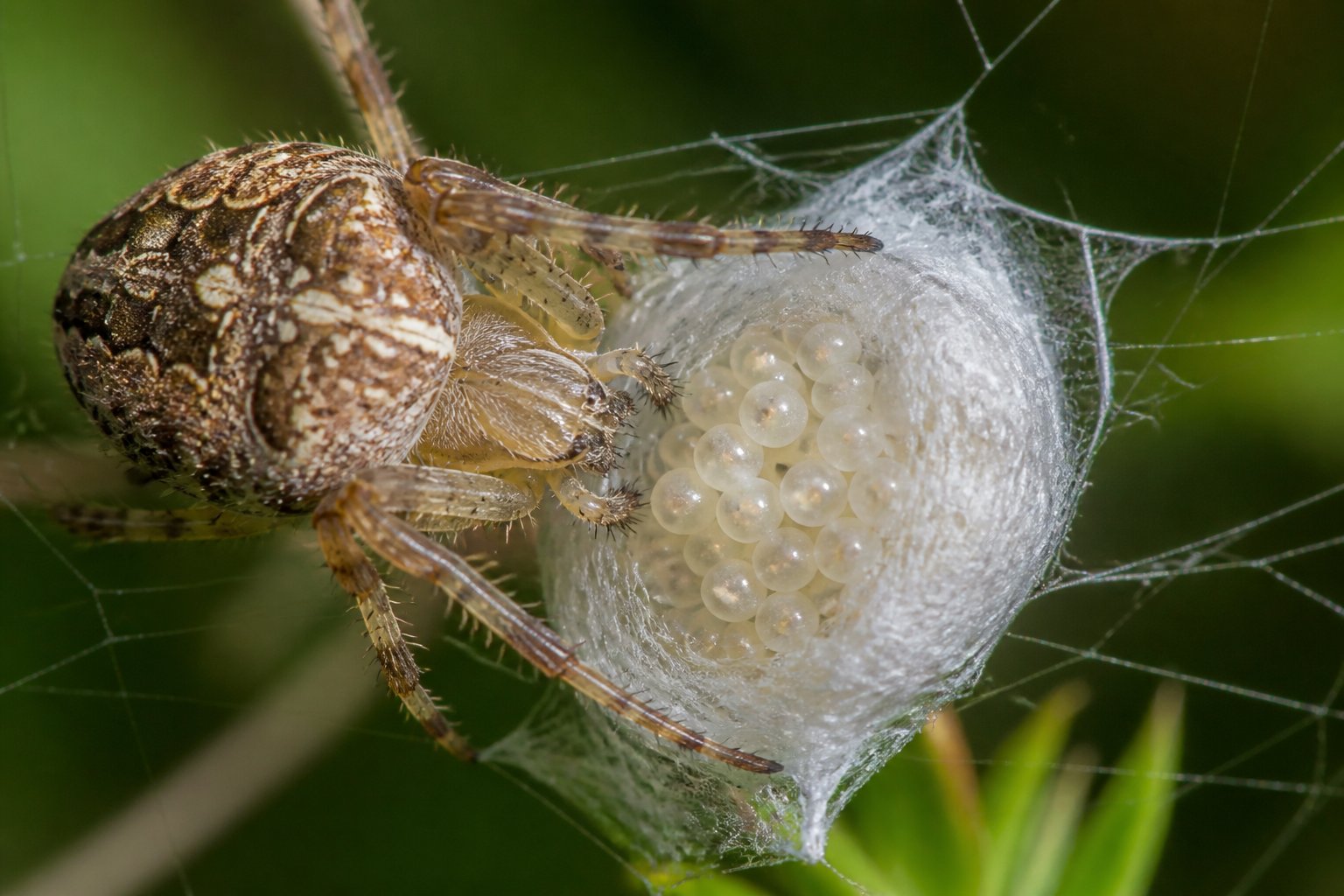 How Long Does It Take Spiders To Lay Eggs? Timing Explained How Long Does It Take Spiders To Lay Eggs? Timing Explained