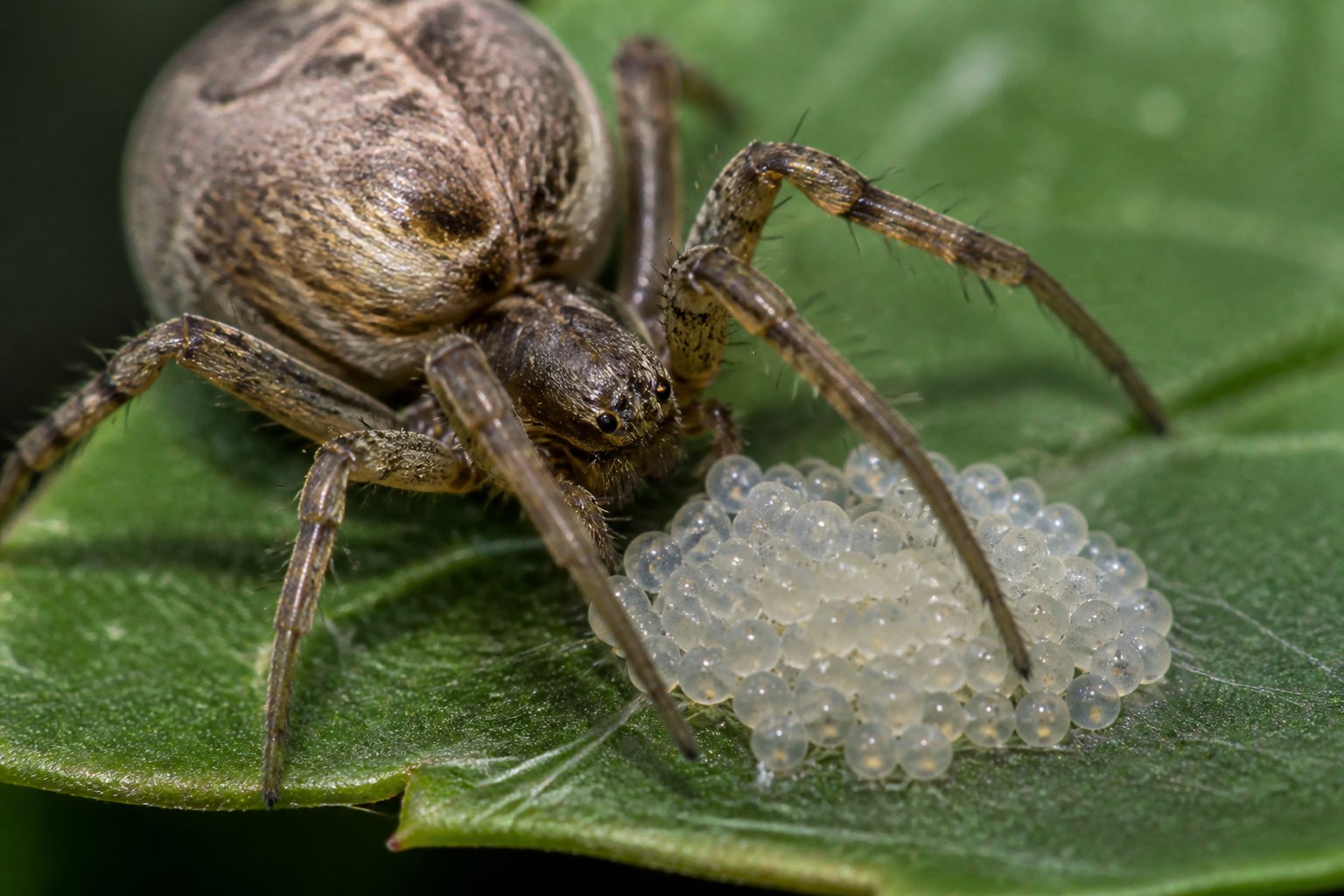 A female spider laying a cluster of small spider eggs on a natural surface.