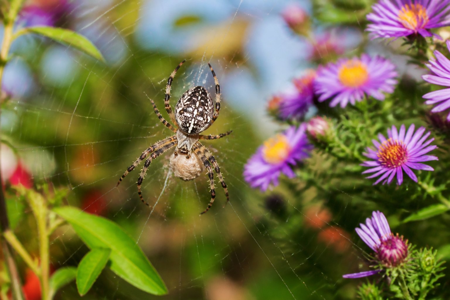 A close-up of a garden spider on its web among green plants and flowers, with natural daylight and seasonal foliage in the background.