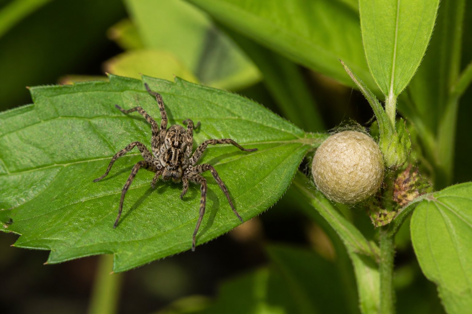 Close-up of a spider near a cluster of spider eggs on a leaf in a garden.