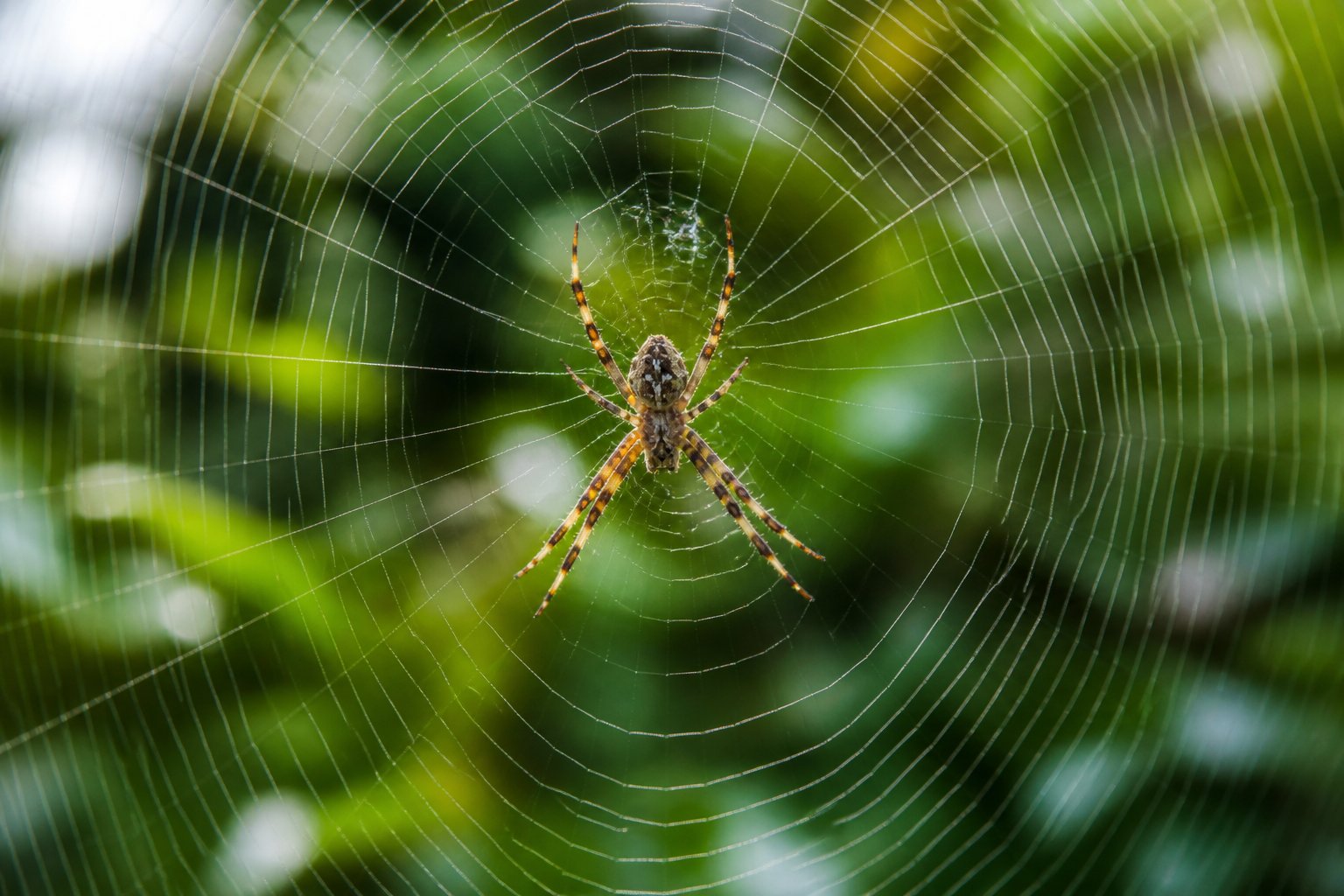 A spider weaving a detailed web among green plants.