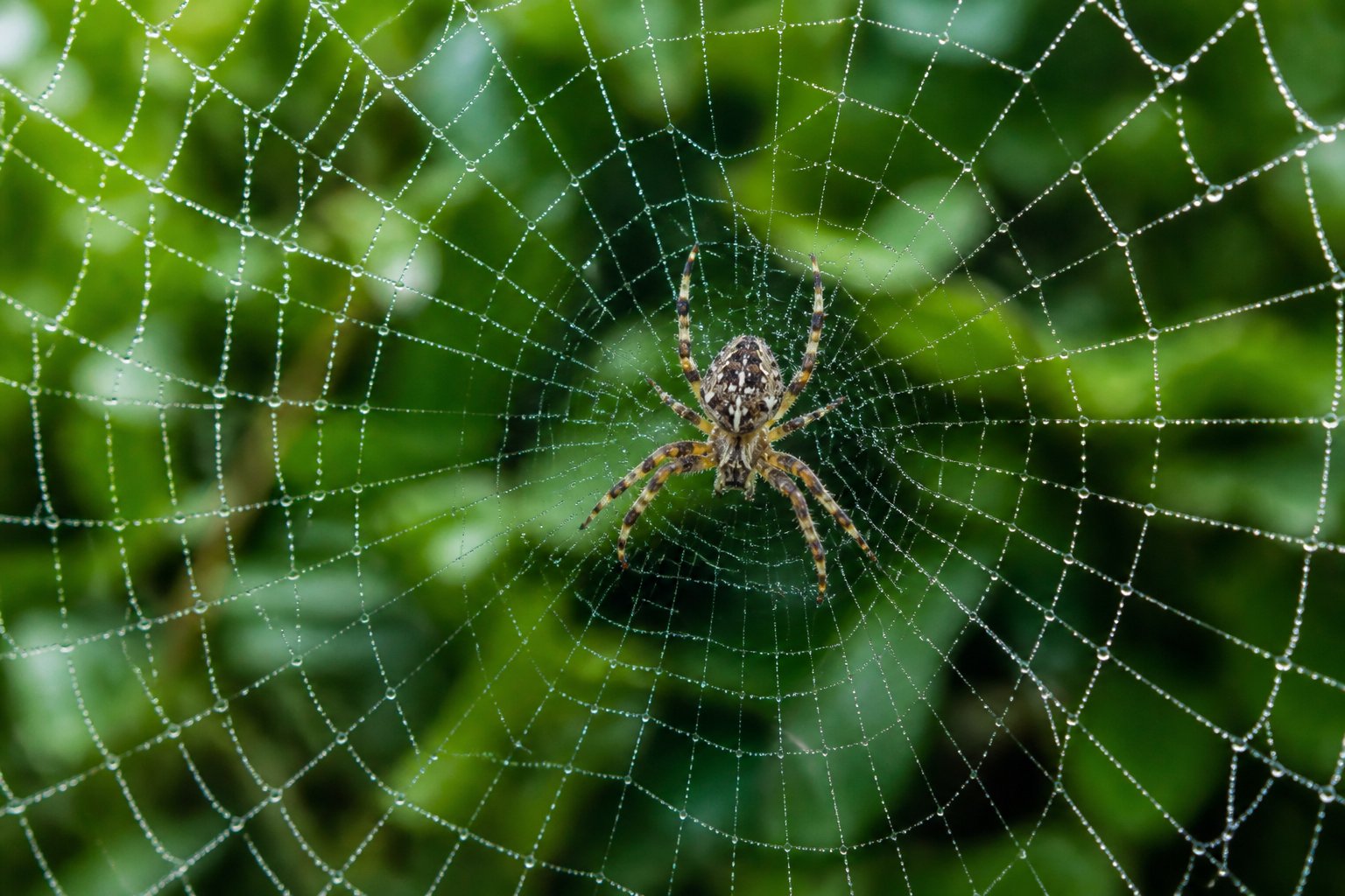 Close-up of a spider weaving an intricate web outdoors with dew-covered silk threads against a blurred green background.