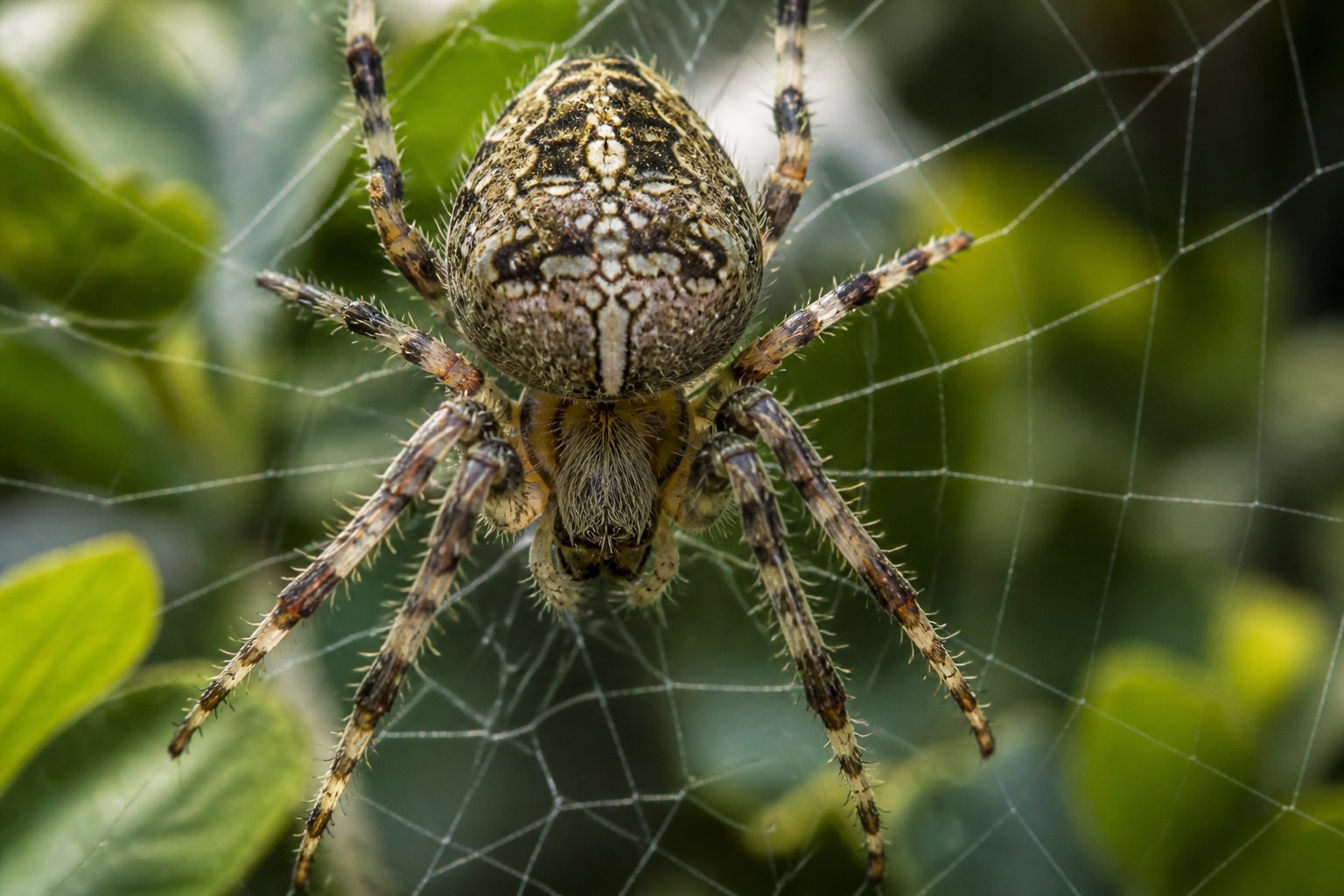 Close-up of a large spider sitting on its web surrounded by green leaves.