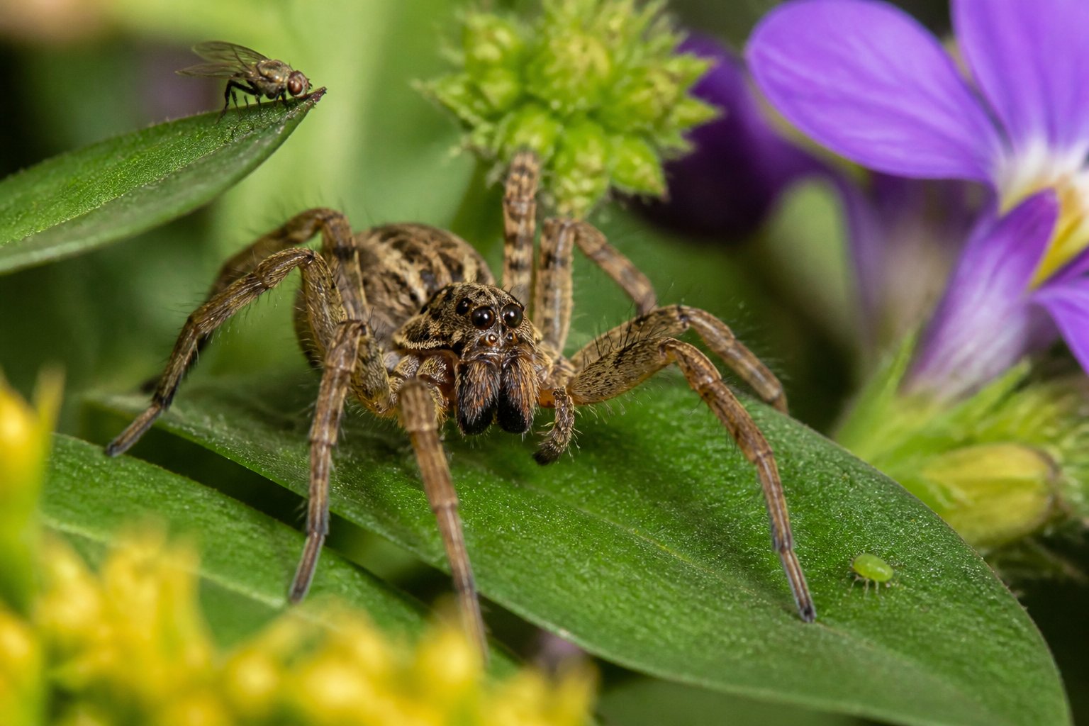 Close-up of a wolf spider on green leaves surrounded by garden plants and small insects.