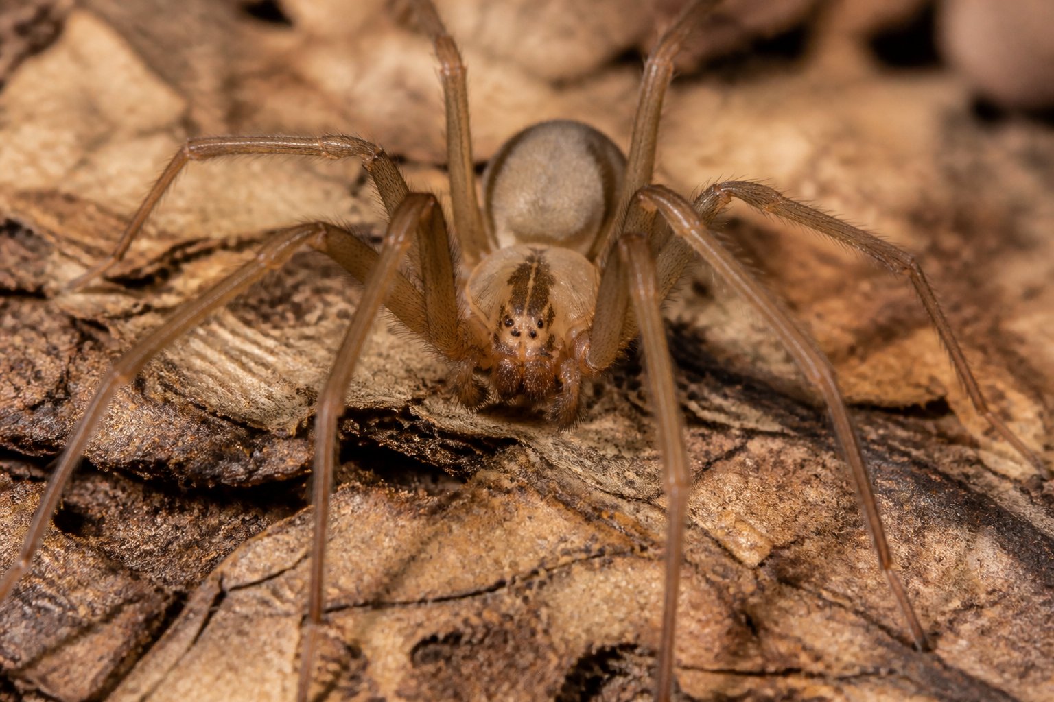 What Spiders Can Cause Necrosis? Species And Misdiagnosis What Spiders Can Cause Necrosis? Species And Misdiagnosis