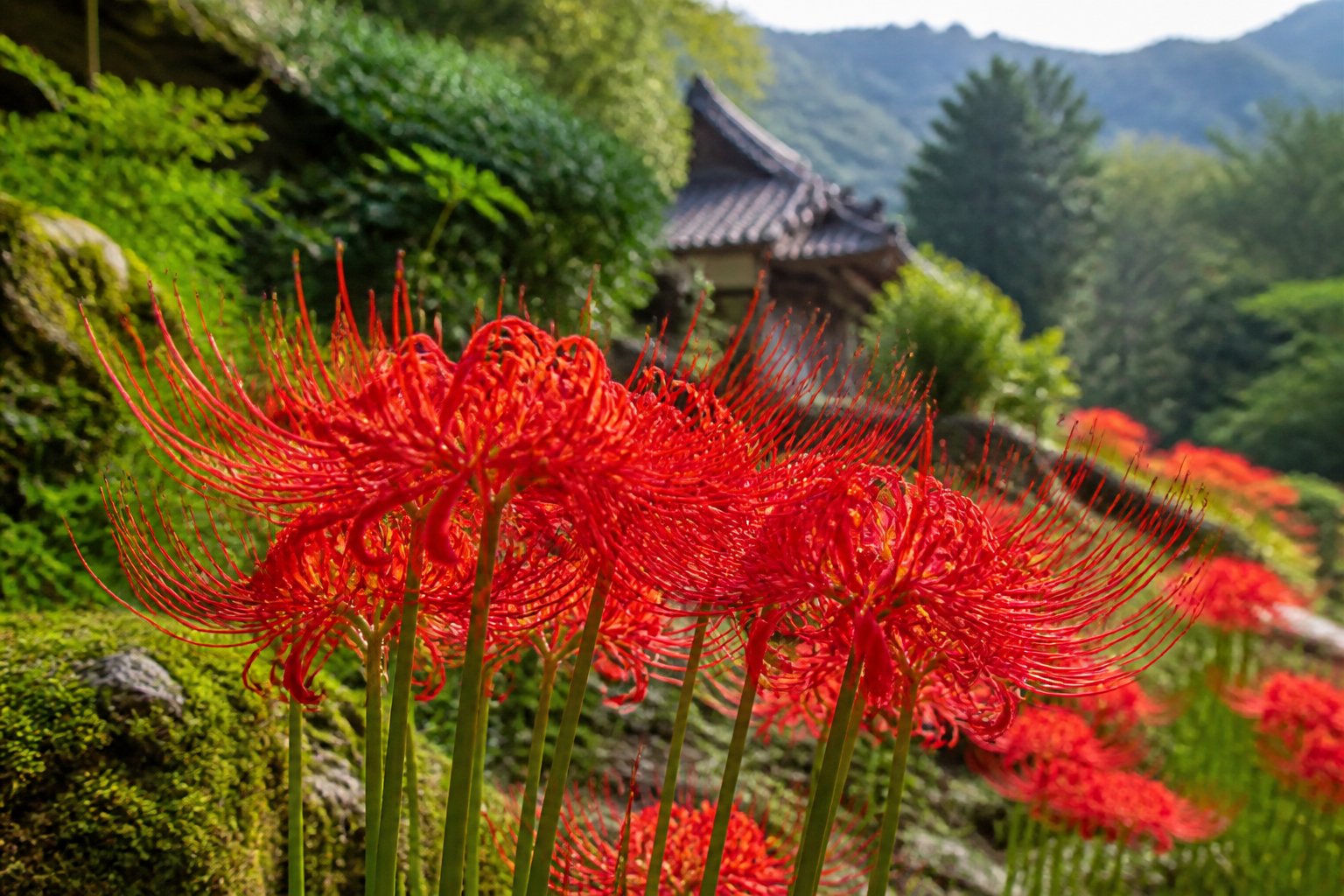 A close-up of bright red spider lily flowers blooming in a natural outdoor setting with green foliage and traditional wooden structures in the background.