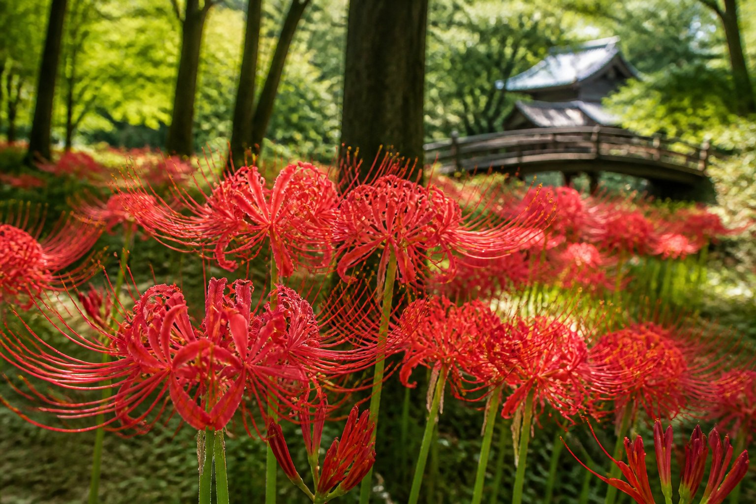 A cluster of vibrant red spider lilies blooming in a green meadow with trees and traditional East Asian architecture in the background.