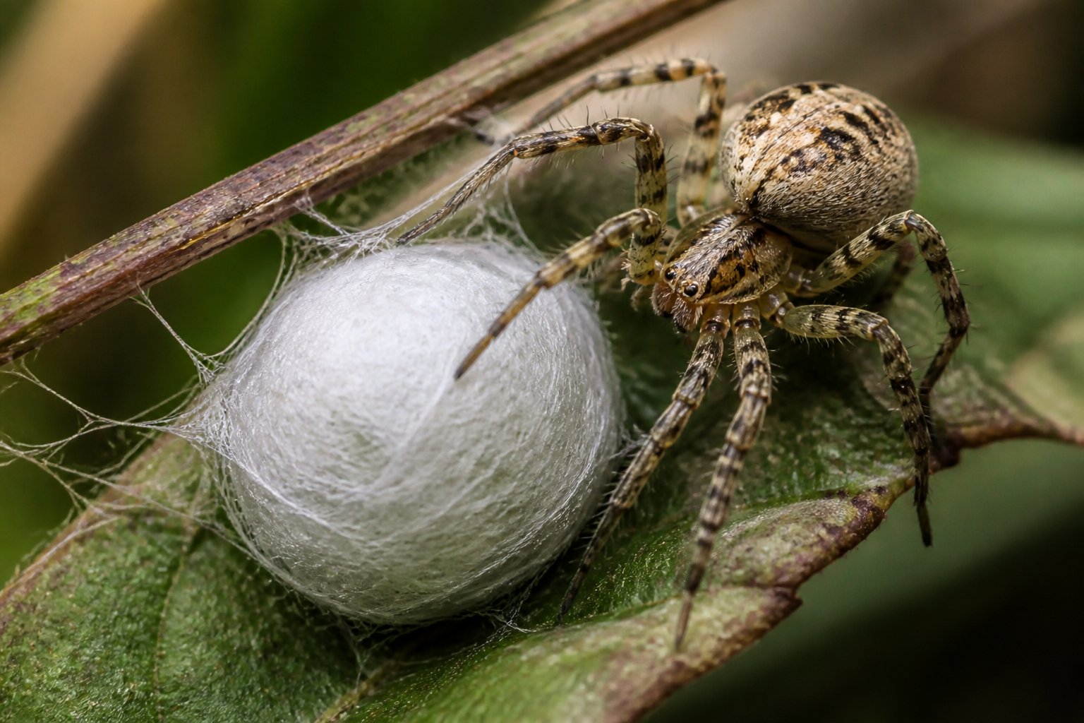 A female spider tending to a newly formed silken egg sac attached to a leaf.