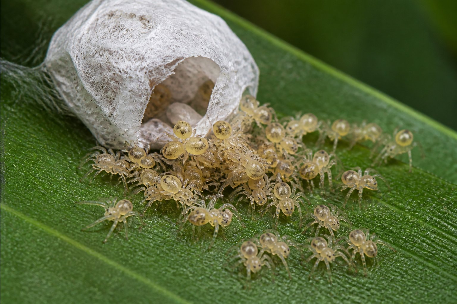 Newly hatched baby spiders clustered near their empty egg sac on green leaves outdoors.