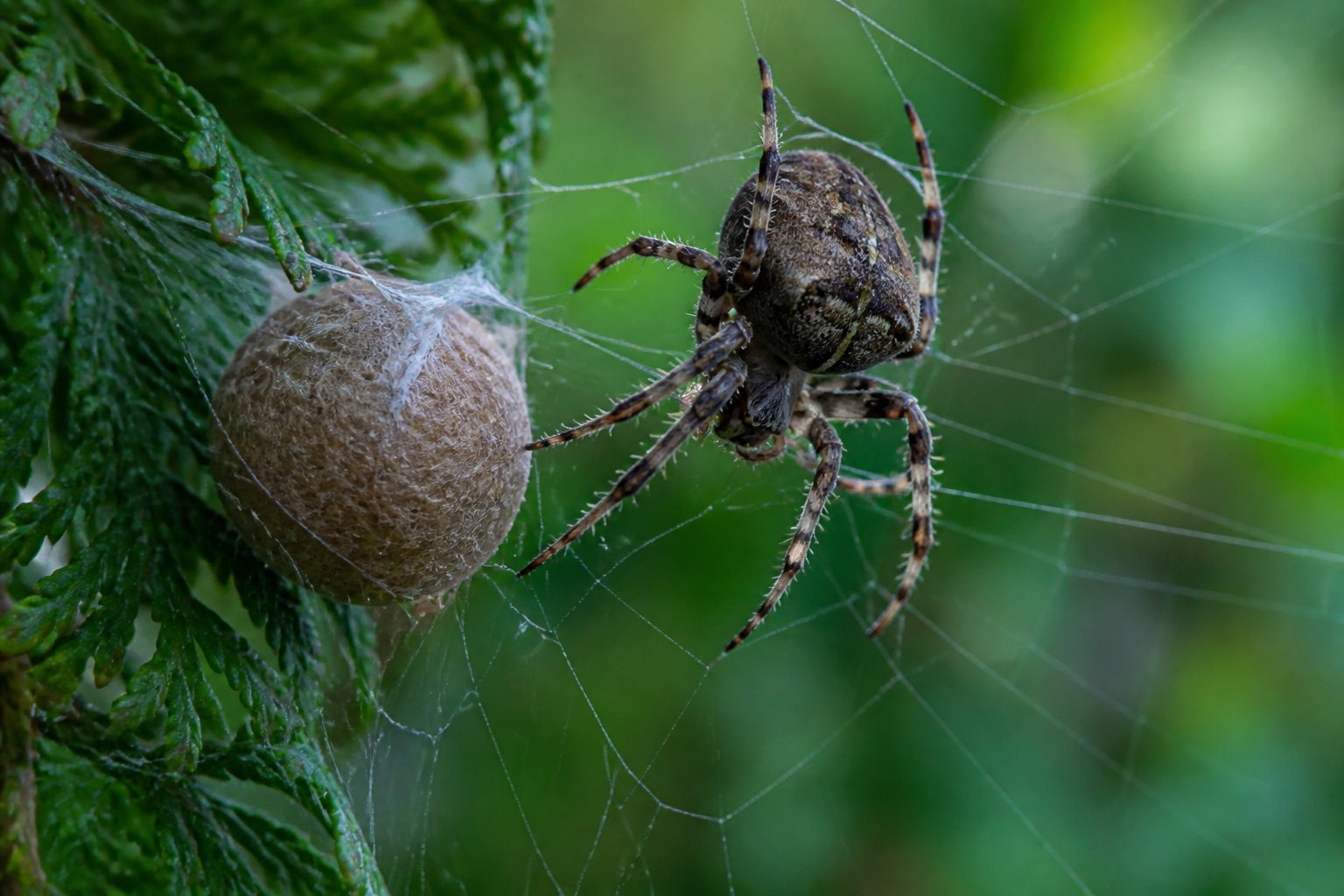 A female spider near her egg sac on a web among green leaves in a forest setting.