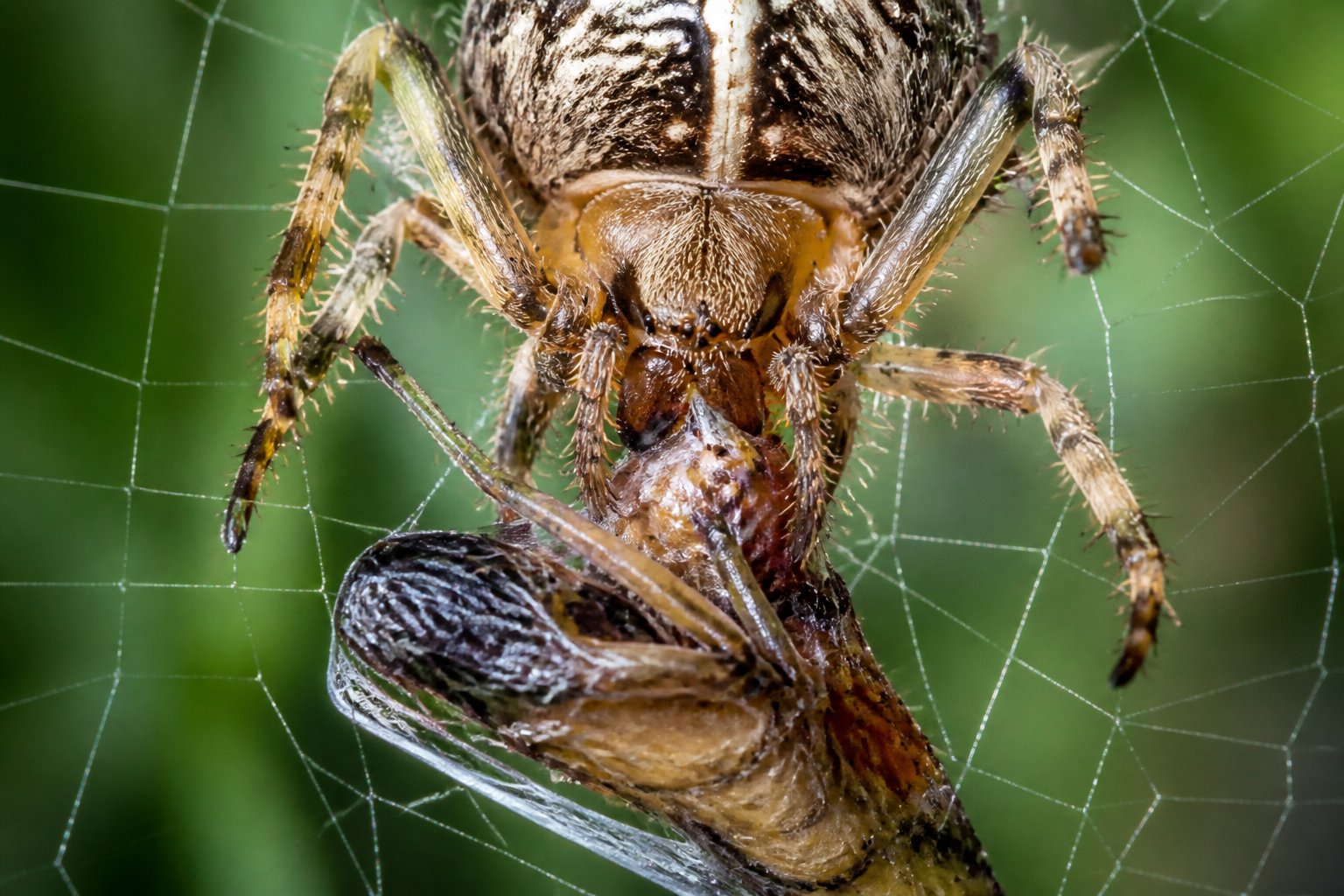 A spider feeding on an insect caught in its web, injecting digestive enzymes to consume its prey.