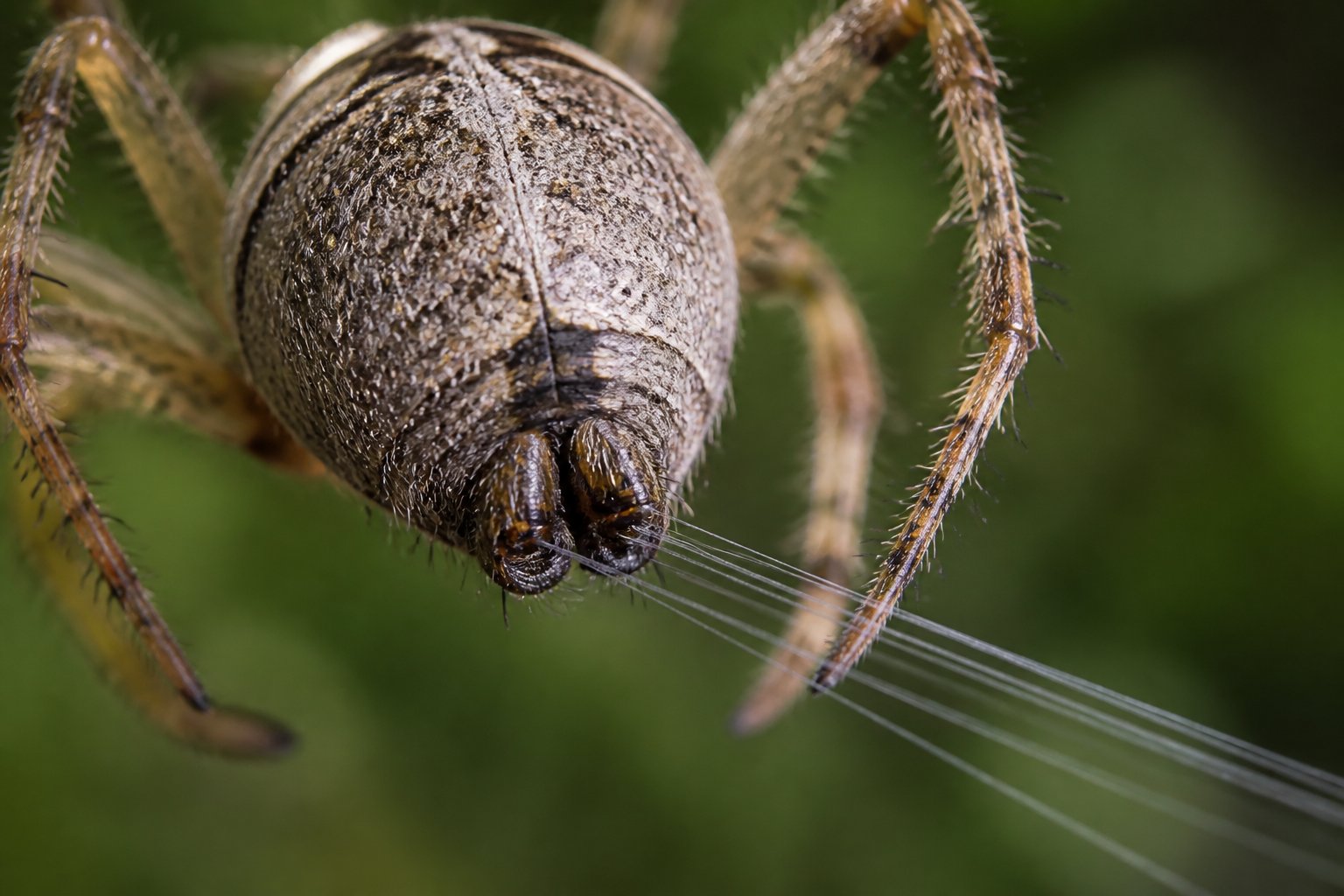 Close-up of a spider producing silk threads from its spinnerets on its abdomen against a green background.