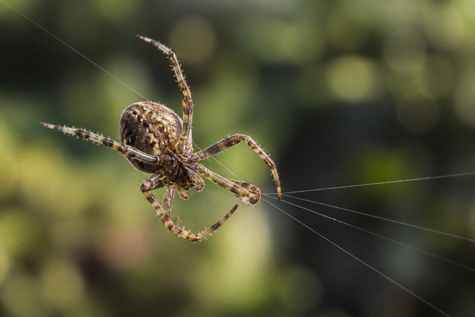 Close-up of a spider spinning silk threads from its body in a natural outdoor setting.