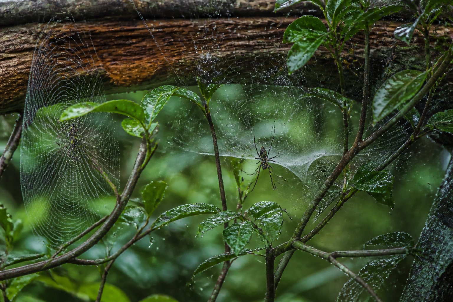 Close-up view of spider webs woven between green leaves and branches with spiders and dew drops in a natural outdoor setting.