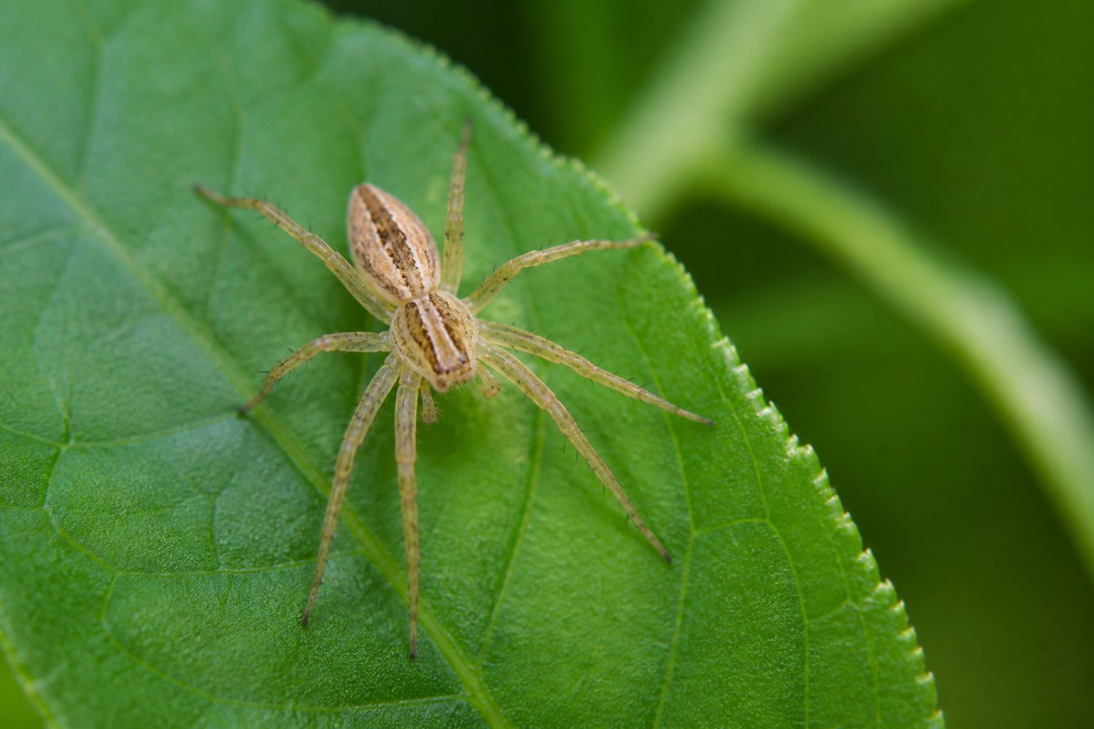 Close-up of a small harmless spider resting on a green leaf outdoors with blurred green foliage in the background.