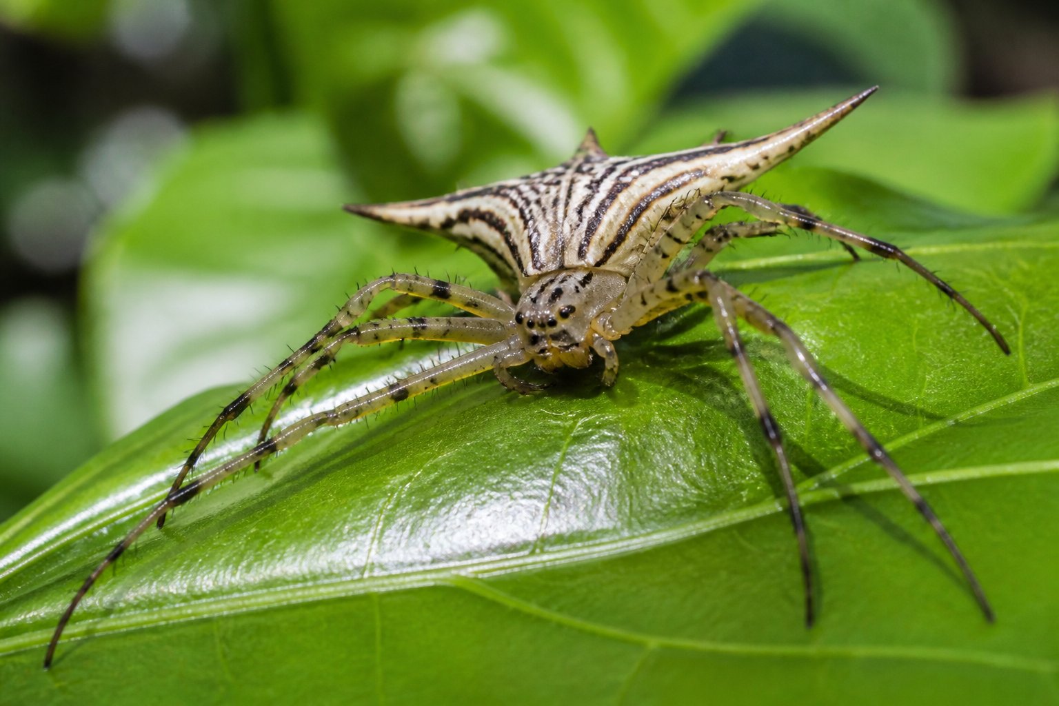 A large, harmless spider resting on a green leaf in a natural outdoor setting.