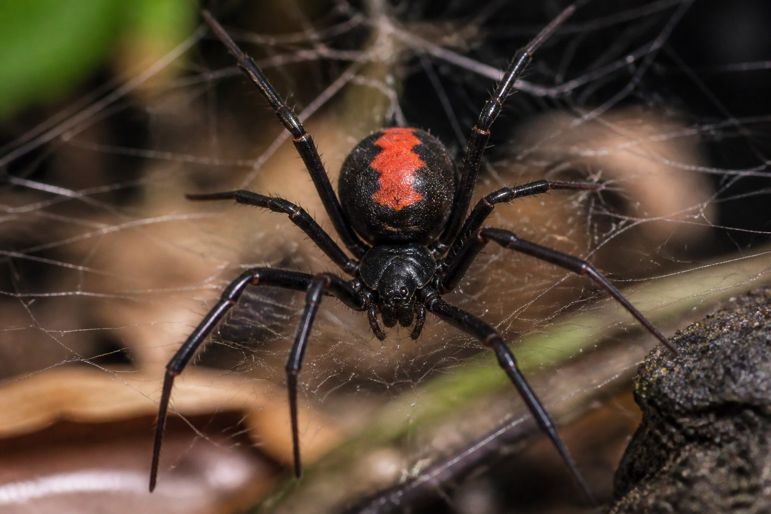 Close-up of a dangerous spider on its web in a natural outdoor setting.