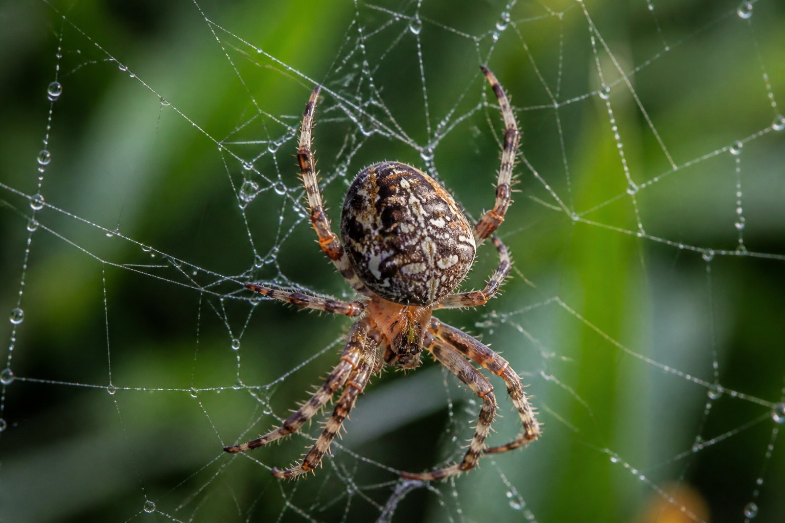 A spider weaving its web with dew-covered silk threads in a green natural environment.