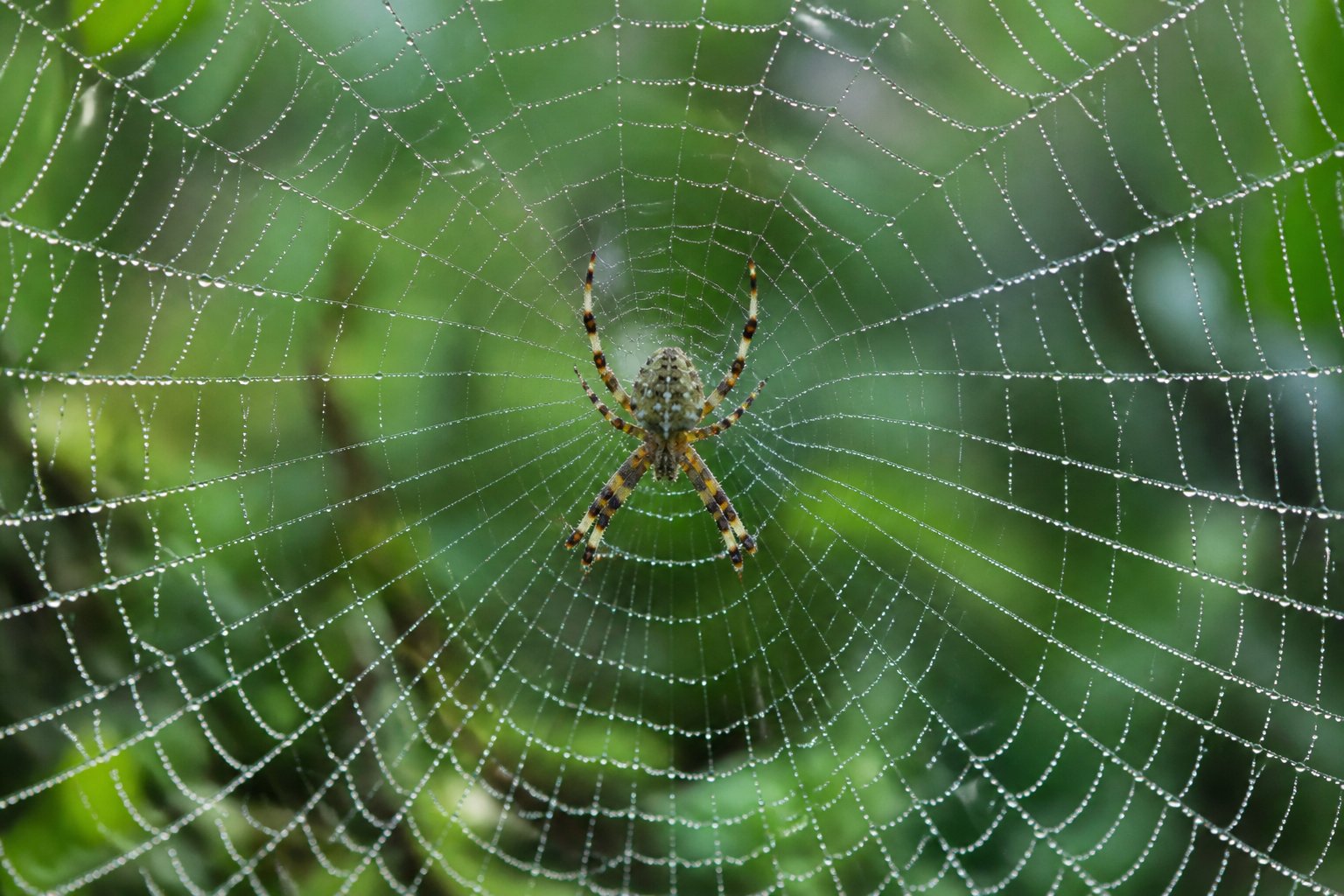 Close-up of a spider spinning an intricate web with dew drops on the silk threads against a blurred green background.