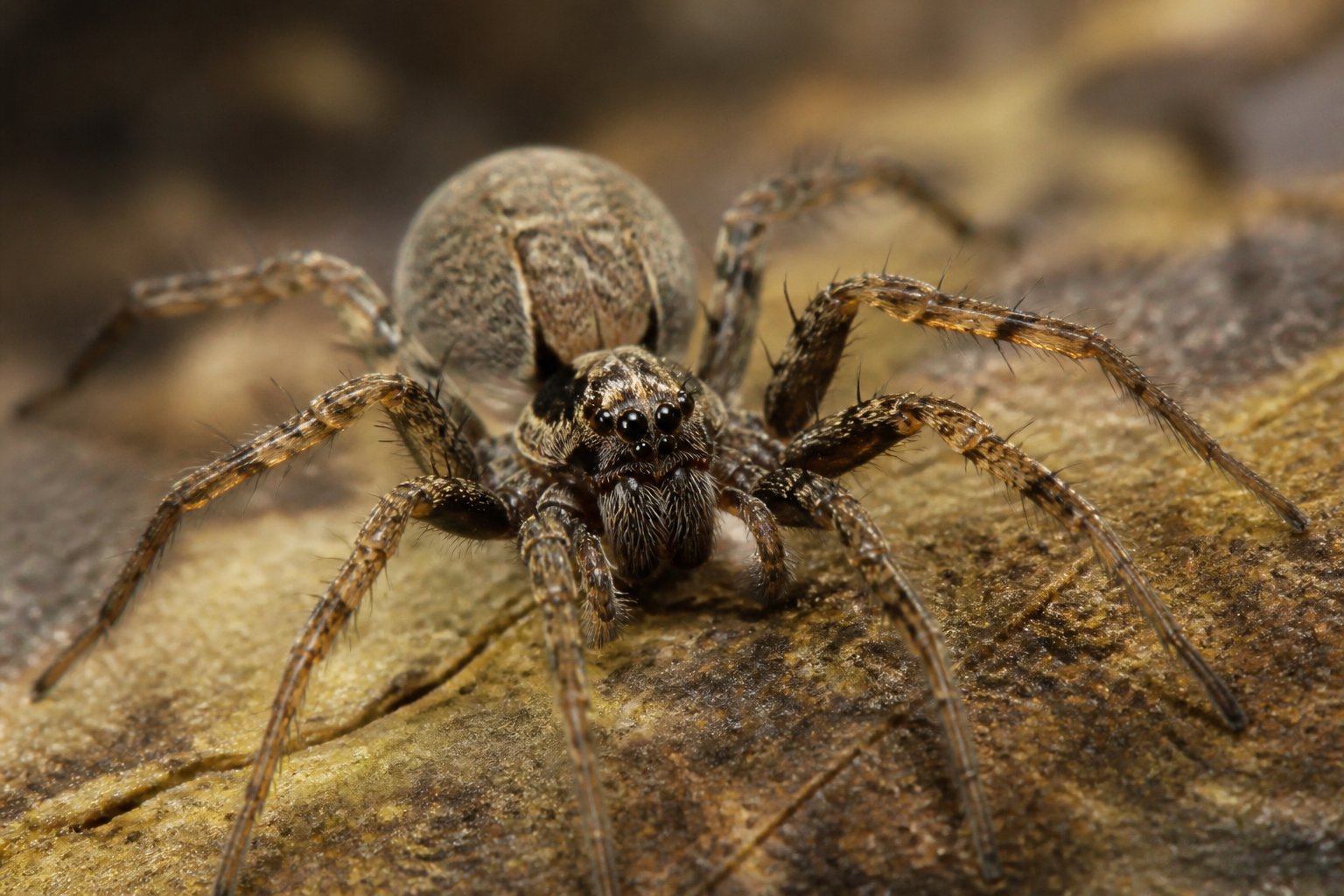 Close-up of a spider on a leaf with detailed body and legs in a natural setting.