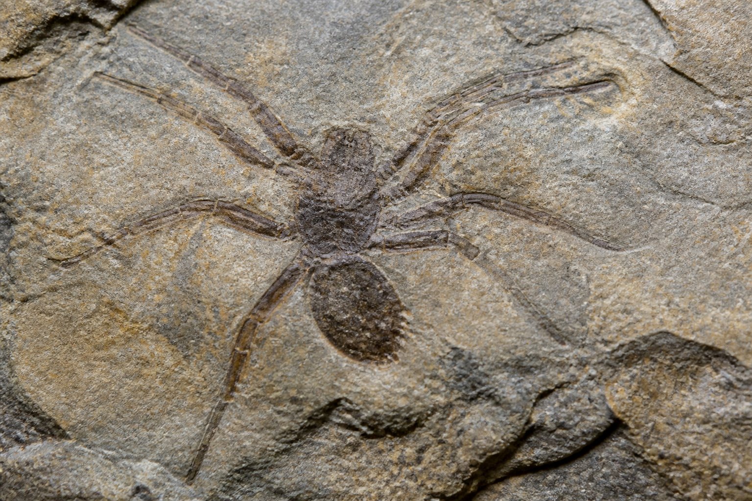 Close-up of an ancient spider fossil embedded in sedimentary rock showing detailed body and legs.