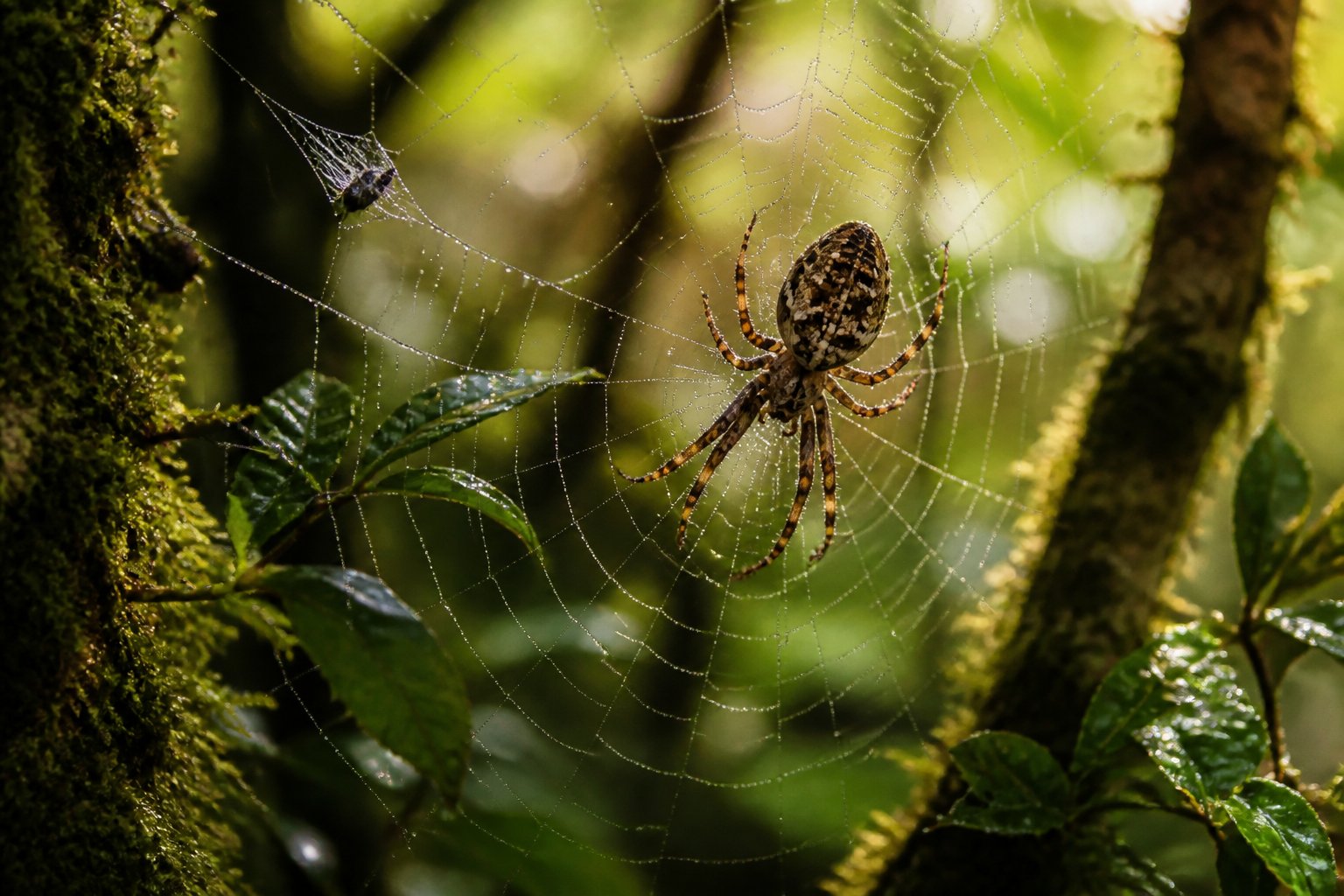 Close-up of a spider weaving a web among green leaves and branches in a forest setting.