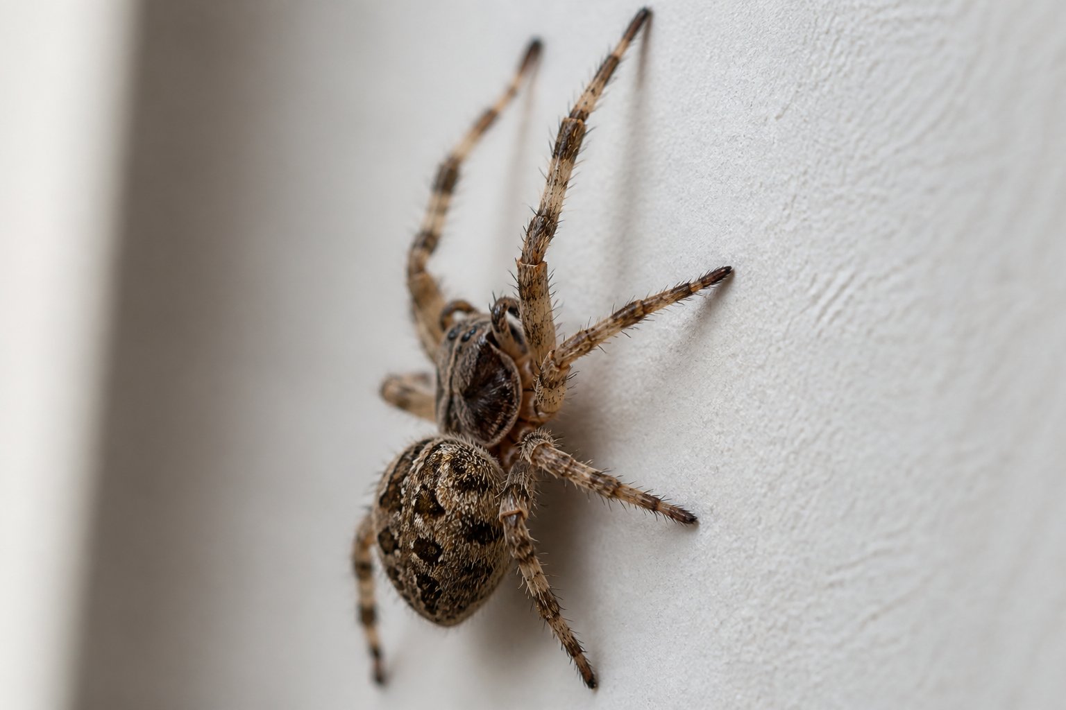 Why Can Spiders Climb Walls? The Science Explained Why Can Spiders Climb Walls? The Science Explained