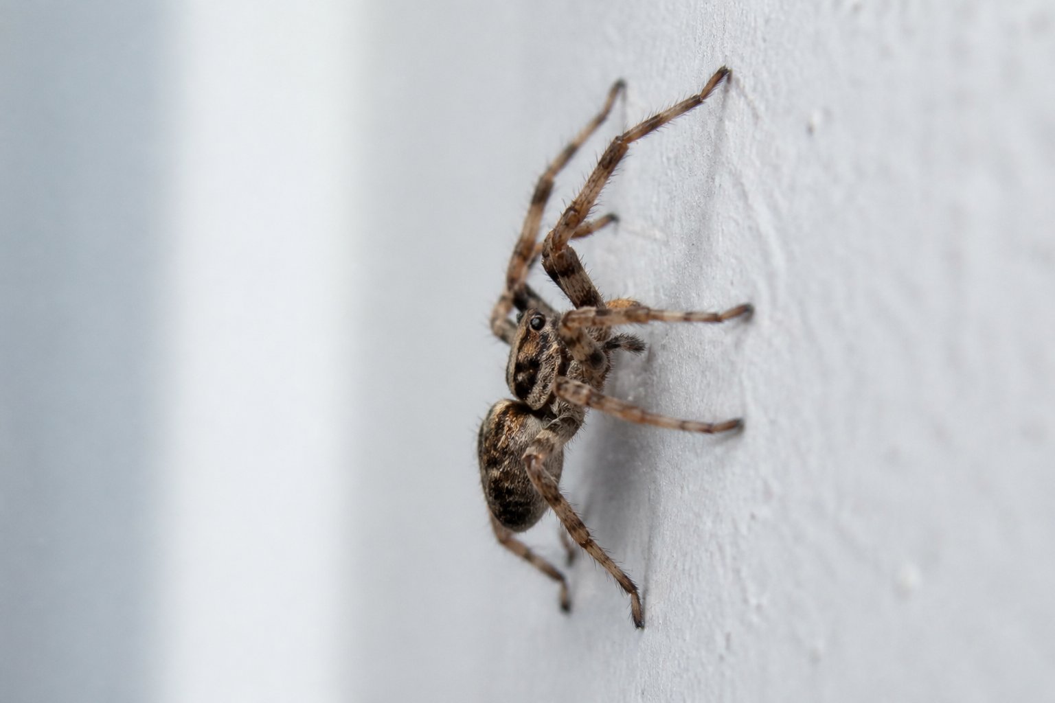 A close-up of a spider climbing vertically on a smooth wall.